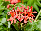 PELARGONIUM SCANDENS