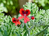 PELARGONIUM CRIMSON UNIQUE