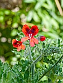 PELARGONIUM CRIMSON UNIQUE
