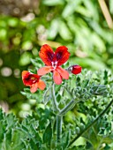 PELARGONIUM CRIMSON UNIQUE