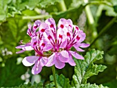 PELARGONIUM GIANT OAK