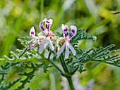 PELARGONIUM PUNGENT PEPPERMINT