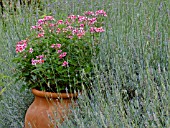 PELARGONIUM ROLLERS SATANIQUE