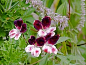 PELARGONIUM BLICK