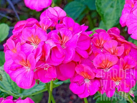 PELARGONIUM_MAVERICK_VIOLET