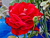 ROSA NINA WEIBULL