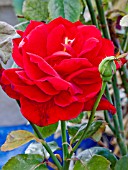 ROSA NINA WEIBULL