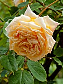 ROSA MADAME JULES GRAVEREAUX