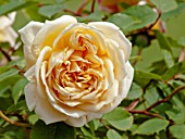 ROSA MADAME JULES GRAVEREAUX