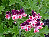 PELARGONIUM BLICK