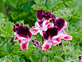 PELARGONIUM BLICK