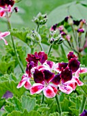 PELARGONIUM BLICK