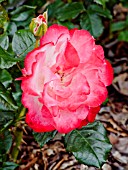 ROSA MONTAUBAN DE BRETAGNE