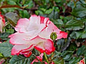 ROSA MONTAUBAN DE BRETAGNE