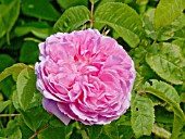 Rosa Jacques Cartier