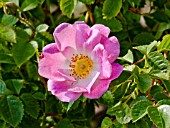Rosa Flora Mac Ivor