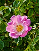 Rosa Flora Mac Ivor