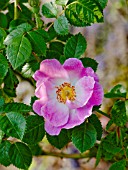 Rosa Flora Mac Ivor