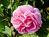 Rosa Mme Gabriel Luizet