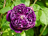 Rosa Baron de Bonstetten