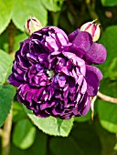 Rosa Baron de Bonstetten