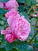 Rosa Auguste Renoir