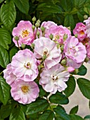 Rosa Blush Rambler