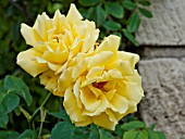 Rosa Goldstern