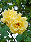 Rosa Goldstern