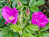 Rosa Scabrosa