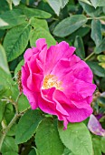 Rosa Scabrosa