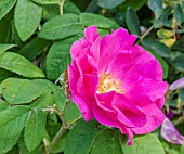 Rosa Scabrosa