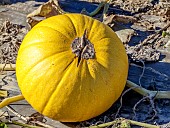 Squash Melonnette jaspée de Vendée, Cucurbita pepo Melonnette jaspée de Vendée