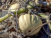 White Baby Boo pumpkin Gooligan, Cucurbita pepo Gooligan