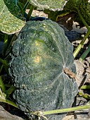 Crookneck squash Fagtong Thong Amphan (346), Cucurbita moschata Fagtong Thong Amphan (346)
