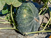 Crookneck squash Fagtong Thong Amphan (346), Cucurbita moschata Fagtong Thong Amphan (346)