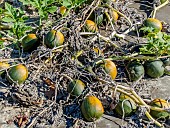 Squash Gemini F1, Cucurbita pepo Gemini F1