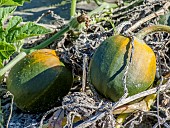Squash Gemini F1, Cucurbita pepo Gemini F1