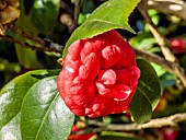 Camellia Margherita Coleoni garden