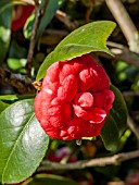 Camellia Margherita Coleoni