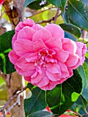 Camellia Vega