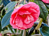Camellia Drama Girl