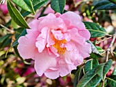 Camellia Mary Phoebe Taylor