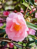 Camellia Mary Phoebe Taylor