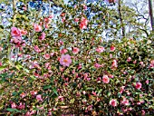 Camellia Mary Phoebe Taylor