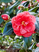 Camellia Me Picouline