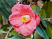 Camellia Princess Bacciocchi