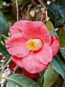 Camellia Princess Bacciocchi