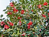 Camellia Jupiter