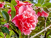 Camellia Mary Phoebe Taylor